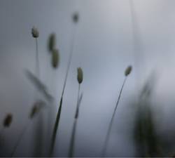 Peter Broderick : Float